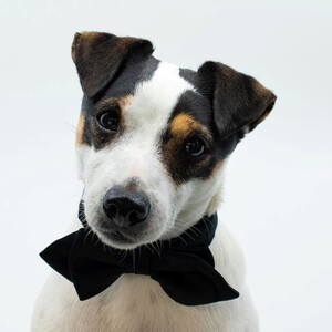 Tuxes & Tails 2026 - logo